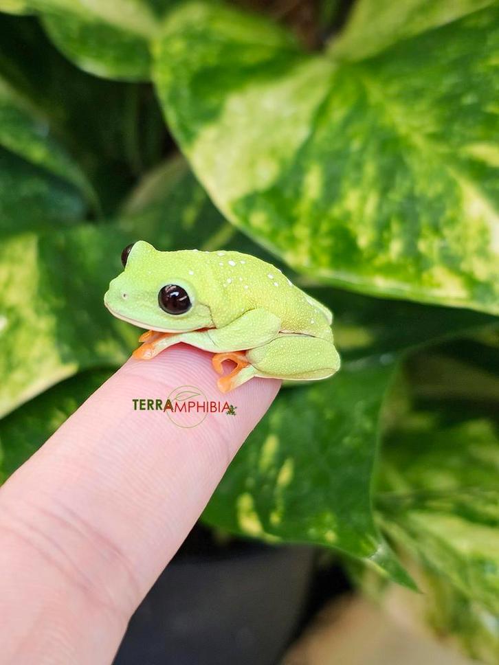 Agalychnis moreletti zwart oogmakikikker