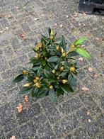 Rhododendron Yakushimanum 'Vollblut', Vaste plant, Halfschaduw, Lente, Ophalen