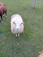 Mooie dekram, Dieren en Toebehoren, Schapen, Geiten en Varkens, Mannelijk, Schaap, 0 tot 2 jaar