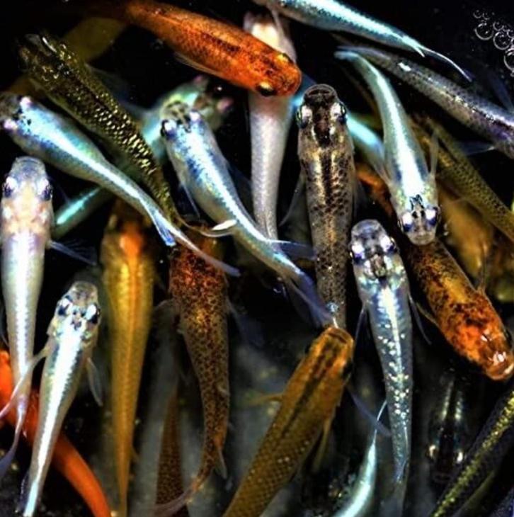 Medaka visjes te koop, Dieren en Toebehoren, Vissen | Aquariumvissen, Vis