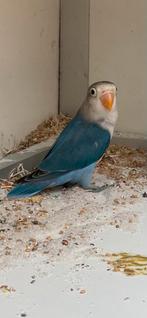 Fisheri blauw split ino, Dieren en Toebehoren, Vrouwelijk, Dwergpapegaai of Agapornis, Geringd