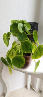 PANNEKOEKPLANT IN BRUINE POT, Huis en Inrichting, Kamerplanten, Ophalen, Overige soorten, Minder dan 100 cm