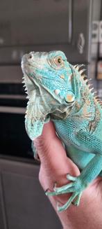 Antilaanse vrouwtjes leguaan (blauw )inclusief terrarium, Dieren en Toebehoren, Reptielen en Amfibieën, Overige soorten, Met terrarium