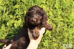 Prachtige cockapoo pups, Nederland, CDV (hondenziekte), 8 tot 15 weken, Korthaar