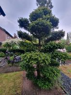 Prachtige Japanse Taxus in Wolkenstijl – ca. 2 meter, Ophalen of Verzenden, Bloeit niet, Volle zon, Overige soorten