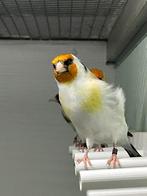 Mutatie grote putter, Dieren en Toebehoren, Vogels | Overige Vogels, Meerdere dieren, Wildzangvogel, Geringd