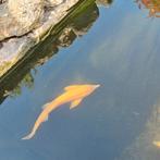 Albino steur 45 cm +, Dieren en Toebehoren, Vissen | Vijvervissen, Steur