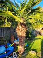 Chinese Waaierpalm - Prachtige Tuinpalm, Tuin en Terras, Planten | Tuinplanten, Volle zon, Vaste plant, Bloeit niet, Ophalen