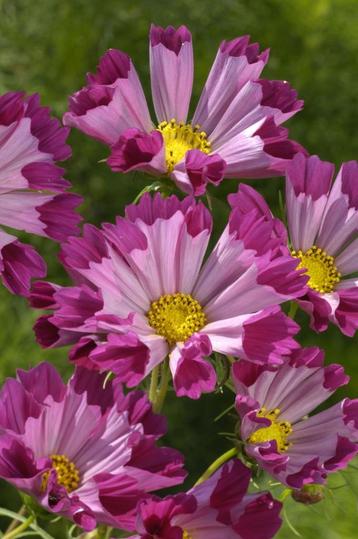 Cosmea sea shells red zaden beschikbaar voor biedingen