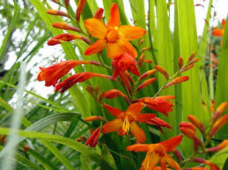 Compleet Borderpakket – 150 vaste planten  €225, Tuin en Terras, Planten | Tuinplanten, Vaste plant, Overige soorten, Ophalen of Verzenden