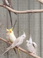 valkparkieten, Dieren en Toebehoren, Vogels | Parkieten en Papegaaien, Meerdere dieren, Parkiet, Tam