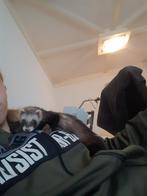 Super lieve fretjes, Dieren en Toebehoren, Overige Dieren, Mei, Meerdere dieren