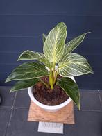Philodendron Birkin, Ophalen, Overige soorten, Halfschaduw, In pot