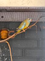 Splendid parkieten, Dieren en Toebehoren, Meerdere dieren, Parkiet