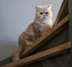Poes Britse korthaar, Dieren en Toebehoren, Katten en Kittens | Raskatten | Korthaar, Poes