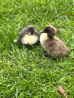Jonge indische loopeenden (flesseneend), Dieren en Toebehoren, Pluimvee, Meerdere dieren, Eend