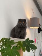 British cat fold ears