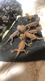 Baby dwerg baardagaam - pogona henrylawsoni -dwergbaardagaam, Hagedis, Tam, 0 tot 2 jaar