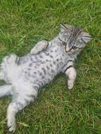 Aanbieding!!! British Shorthair, Poes, Ontwormd