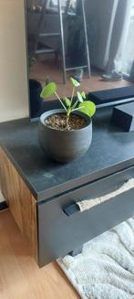 Potje met pannenkoekplant, Ophalen, 25 tot 50 cm, 50 tot 100 cm, Minder dan 100 cm