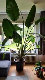 Strelitzia nicolai

250cm, Huis en Inrichting, Kamerplanten, Ophalen, Overige soorten, 200 cm of meer