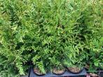 Haagconifeer, Thuja Gelderland NU € 5.95 p.st., Haag, Minder dan 100 cm, Conifeer, Ophalen