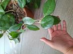Stek Hoya Fungii, Huis en Inrichting, Kamerplanten, Ophalen of Verzenden, Overige soorten, Halfschaduw, Minder dan 100 cm