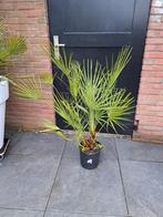 Chamaerops humilis - Dwergpalm, 110cm, Tuin en Terras, Planten | Tuinplanten, Ophalen