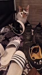 kater, Ophalen of Verzenden