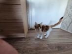 Maine coon kitten te koop, Dieren en Toebehoren, Katten en Kittens | Raskatten | Langhaar, Poes, Gechipt, 0 tot 2 jaar