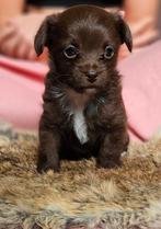 Dwergpoedel/chihuahua puppy's, Dieren en Toebehoren, Honden | Chihuahua's en Gezelschapshonden, Poedel, 8 tot 15 weken, Meerdere