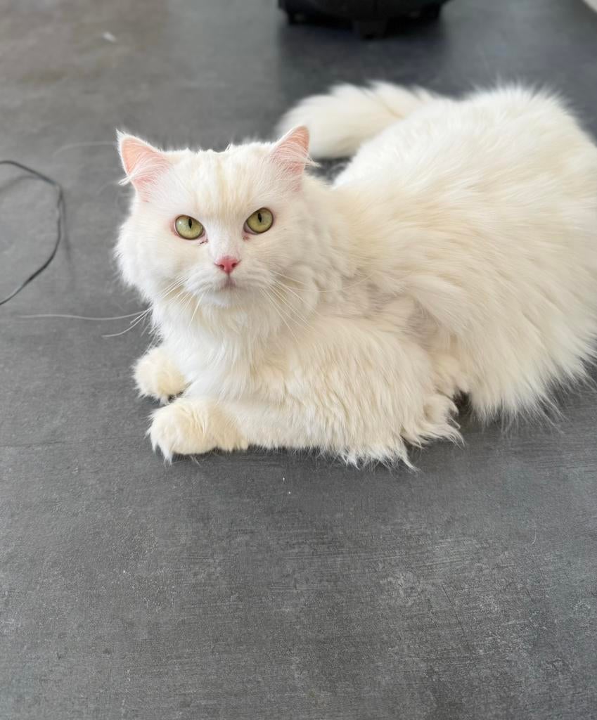 Turkse angora, Dieren en Toebehoren, Katten en Kittens | Raskatten | Langhaar, Poes