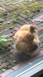 Te koopZijdegoen kriel, Dieren en Toebehoren, Pluimvee, Vrouwelijk, Kip