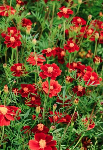 Tagetes patula linnaeus “burning embers (afrikaantjes) beschikbaar voor biedingen