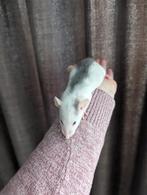 (Dumbo) rat, Rat