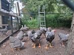 Wyandotte groot meerzomig zilver patrijs, Dieren en Toebehoren, Pluimvee, Meerdere dieren, Kip