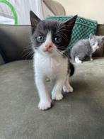 Lieve sociale kitten (katertje), 50% Britse Korthaar, Dieren en Toebehoren, Katten en Kittens | Raskatten | Korthaar, Kater, Ontwormd