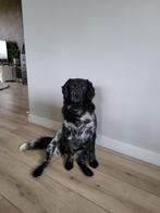 Friese stabij, Gezocht nieuw baasje, Overige rassen, Teef, Eén hond, 3 tot 5 jaar