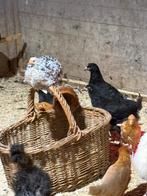 Kippen te koop, Dieren en Toebehoren, Meerdere dieren, Kip