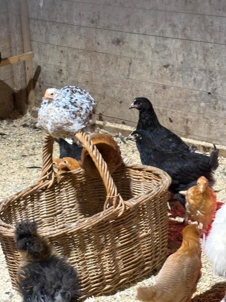 Kippen te koop, Dieren en Toebehoren, Pluimvee, Kip, Meerdere dieren