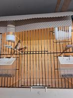 1-1 kapoetsensijzen, Meerdere dieren, Geringd