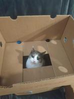 poes, Dieren en Toebehoren, Poes, Gechipt, 6 jaar of ouder