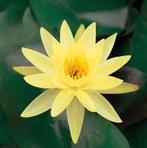 Waterlelie geel rood wit, Ophalen of Verzenden, Nieuw