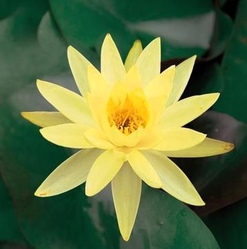 Waterlelie geel rood wit  beschikbaar voor biedingen