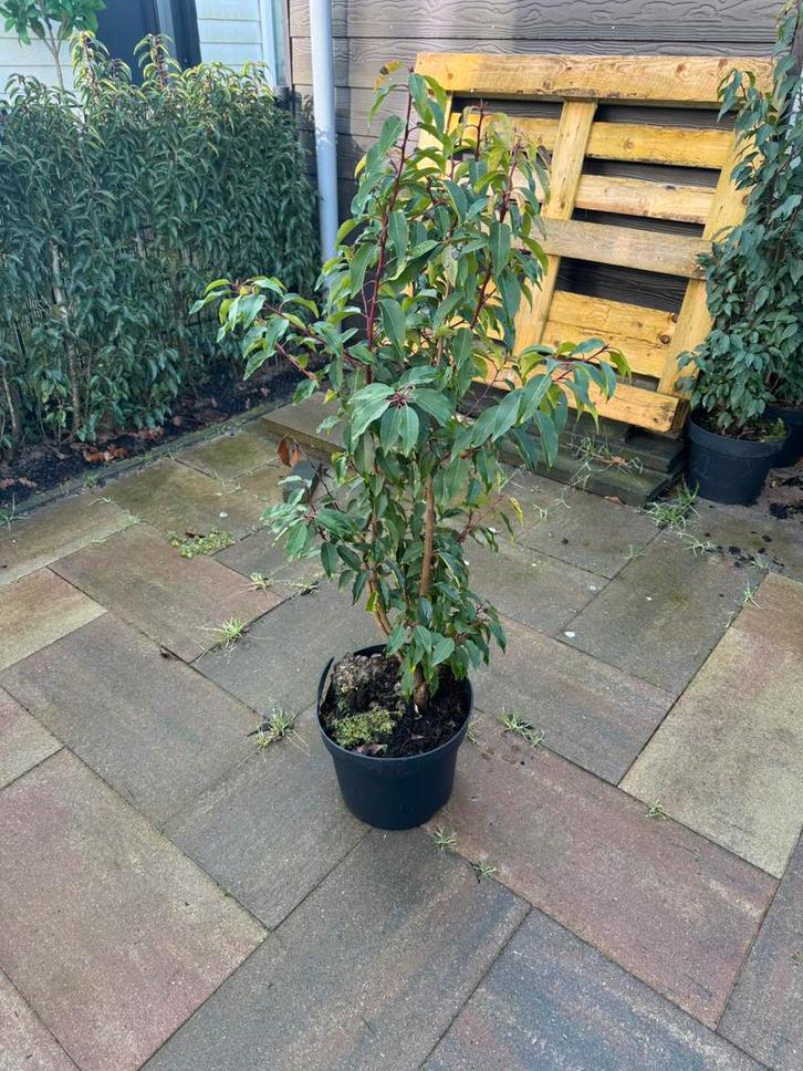 Portugese Laurier, Tuin en Terras, Planten | Struiken en Hagen, Haag, Laurier, Minder dan 100 cm, Ophalen