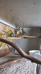 Groene kardinaal kardinalen, Dieren en Toebehoren, Vogels | Overige Vogels, Meerdere dieren, Geringd