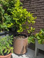 citroenboompje, Tuin en Terras, Planten | Fruitbomen, Ophalen, Volle zon, In pot, Citroenboom