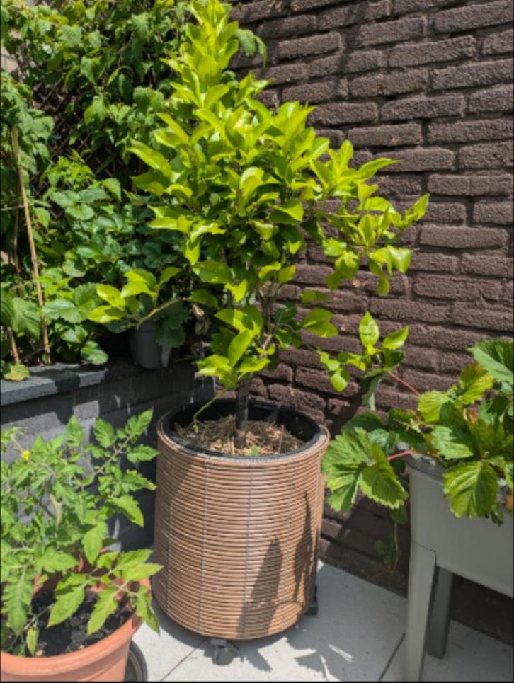 citroenboompje, Tuin en Terras, Planten | Fruitbomen, Citroenboom, 100 tot 250 cm, Volle zon, Zomer, In pot, Ophalen