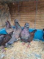 Jonge  Sierduiven  Prachtige Kleurstelling, Dieren en Toebehoren, Vogels | Duiven, Meerdere dieren, Overige soorten