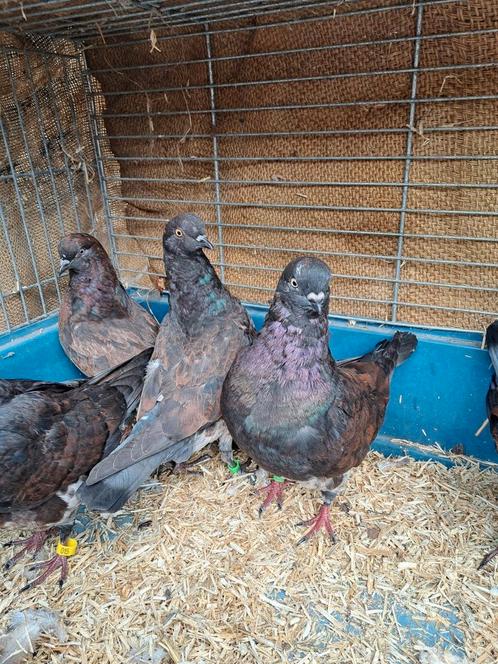 Jonge  Sierduiven  Prachtige Kleurstelling, Dieren en Toebehoren, Vogels | Duiven, Overige soorten, Meerdere dieren